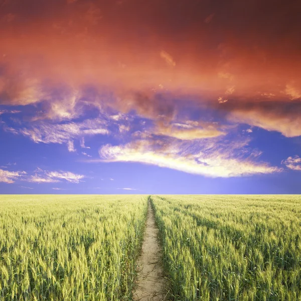 Route hrough le champ vert et le ciel bleu — Photo