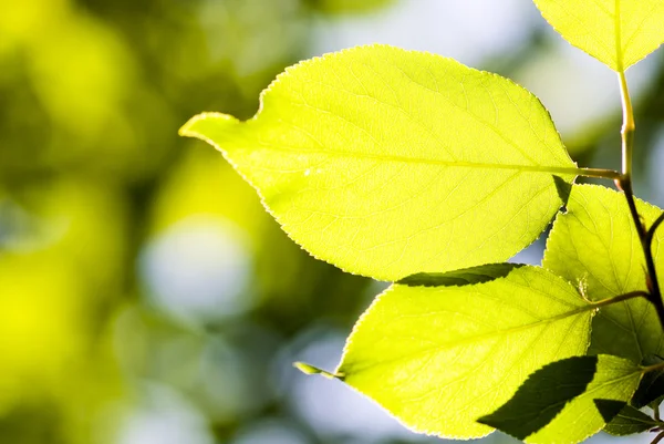 Belle foglie verdi fanno sfondo modello — Foto Stock