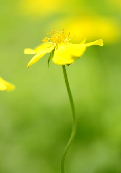 Gul vildblomma — Stockfoto