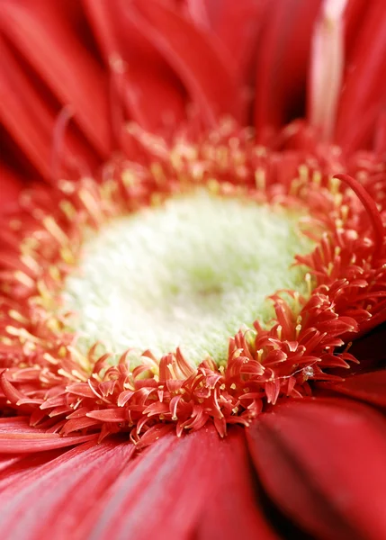Närbild daisy blomman — Stockfoto