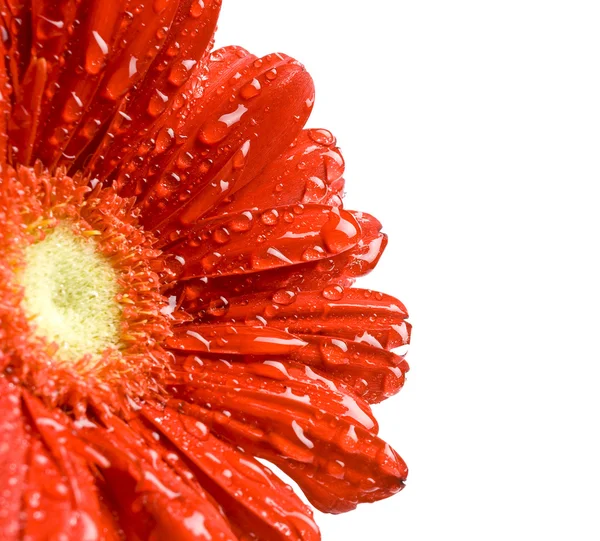 Close-up sedmikráska květ — Stock fotografie
