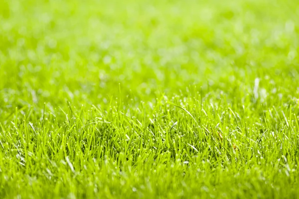 Sfondo erba verde — Foto Stock