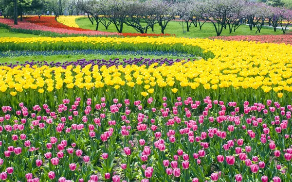 Cama de tulipas multicoloridas — Fotografia de Stock