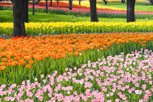 Bed of Multicolored tulips — Stock Photo, Image