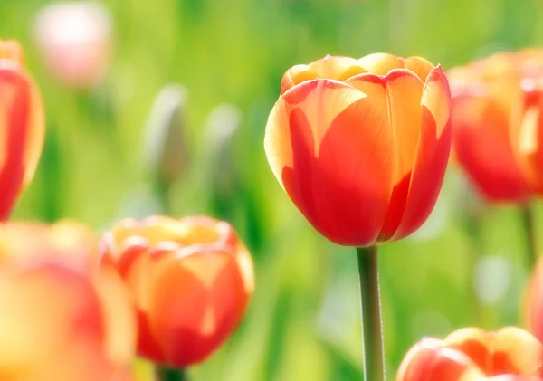 Oranžové tulipány — Stock fotografie