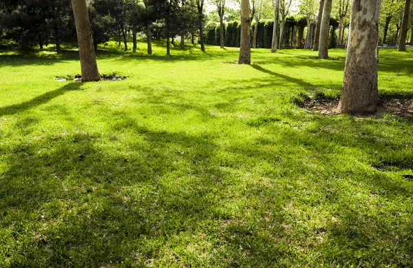 Gräsmatta i en botanisk trädgård med träd — Stockfoto