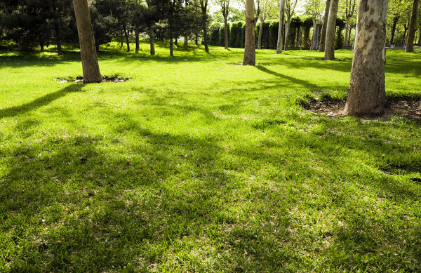 Lawn in a botanical garden with trees.
