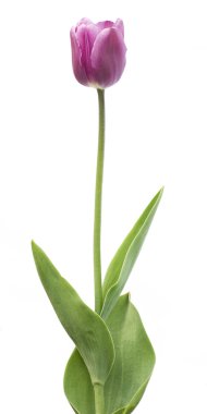 izole Lale beyaz arka plan