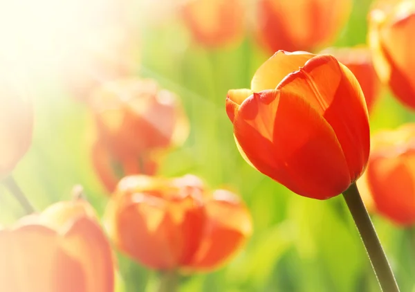 Orangene Tulpen — Stockfoto