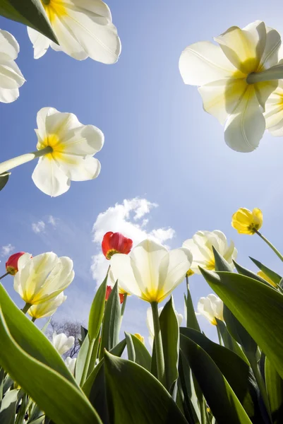 Tulipán jardín al aire libre cielo azul sol flor flor —  Fotos de Stock