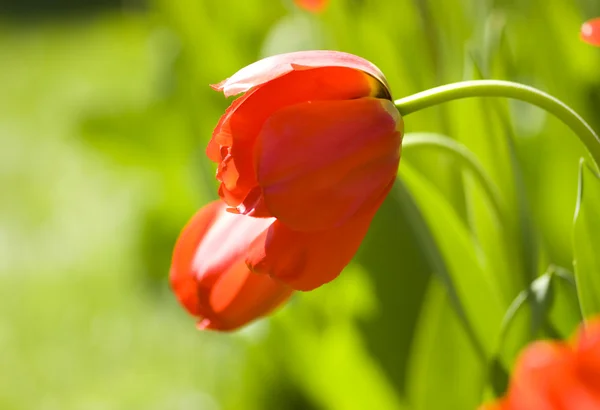 Rode tulip — Stockfoto