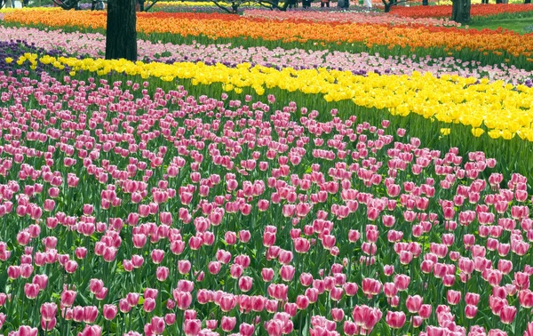 Blumenbeet mit schönen Tulpen — Stockfoto