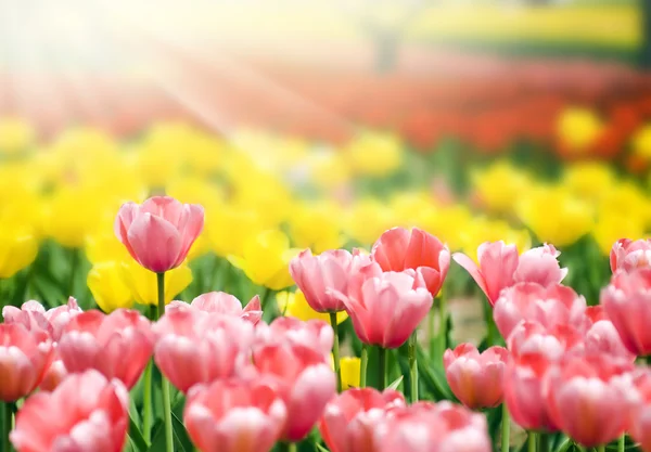 Bed van veelkleurige tulpen — Stockfoto