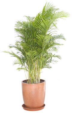 Green ficus tree in a brown pot