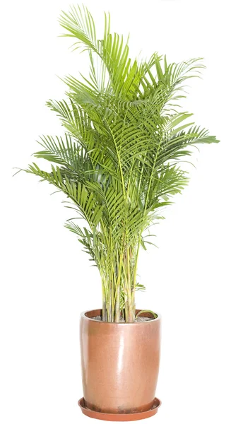 Green ficus tree in a brown pot — Stock Photo, Image