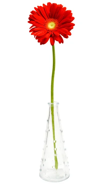 Μαργαρίτα λουλούδι σε βάζο — Φωτογραφία Αρχείου