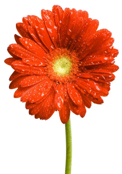 Detailní sedmikráska květiny izolované na bílém pozadí — Stock fotografie