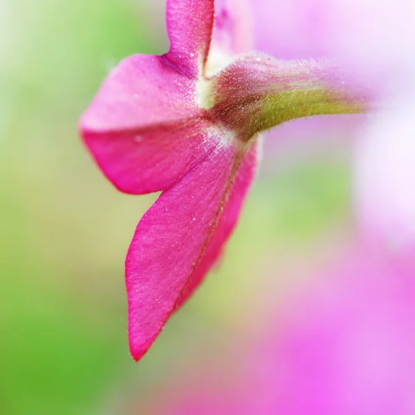 Astratto di Viola di fiore - profondità di campo — Foto Stock