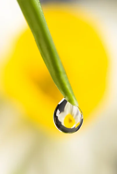 Drop closeup — Stock Photo, Image