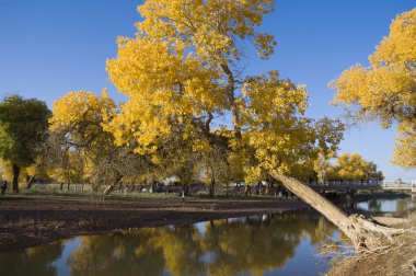 Çin ejinaqi kavak euphratica