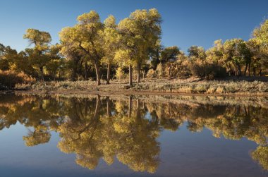 Çin ejinaqi kavak euphratica