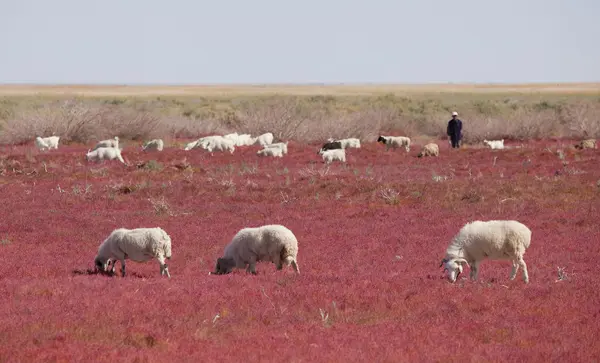 Sheep on the prairie — Stock Photo, Image