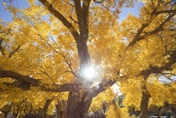 China EJINAQI of Populus euphratica — Stock Photo, Image