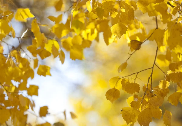 Yellow leaves background — Stock Photo, Image