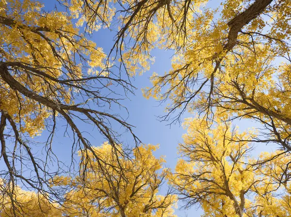 China EJINAQI of Populus euphratica — Stock Photo, Image