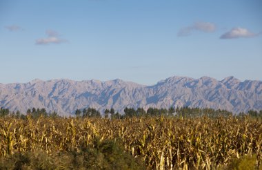 Moğolistan Mountain Çölü