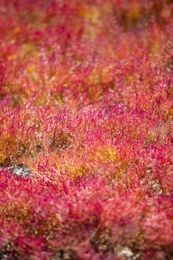 Red vegetation
