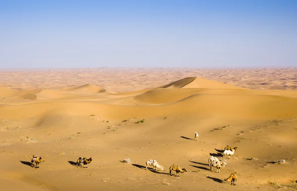 A lot of camels in the desert — Stock Photo, Image