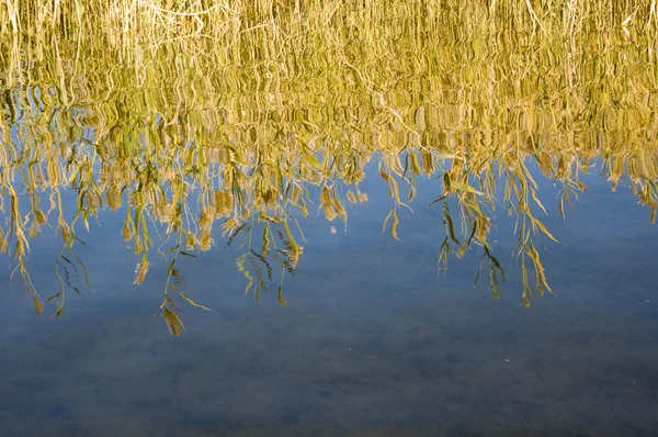 Reed si rifletteva nell'acqua limpida — Foto Stock