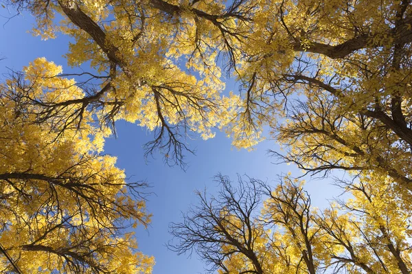 China EJINAQI of Populus euphratica — Stock Photo, Image