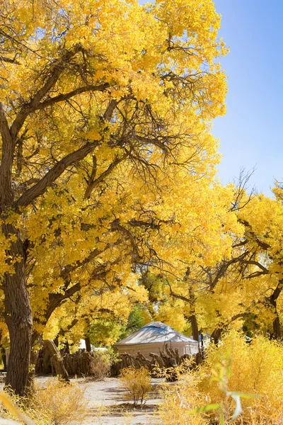 China EJINAQI of Populus euphratica — Stock Photo, Image