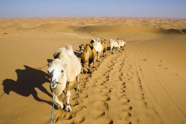 stock image A group of camels in the desert