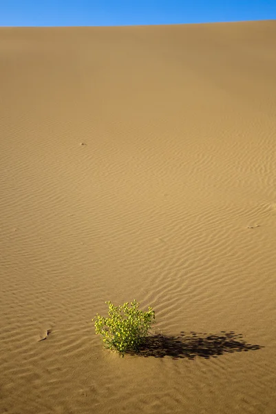 Una planta verde creciendo en el desierto . — Foto de Stock