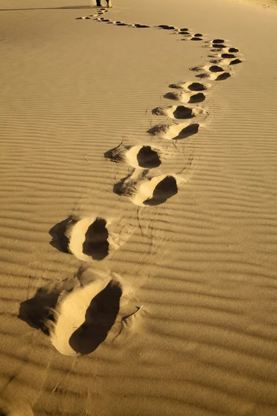 Huellas en el desierto . — Foto de Stock