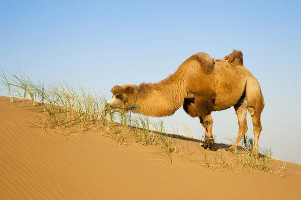 骆驼沙漠 — 图库照片
