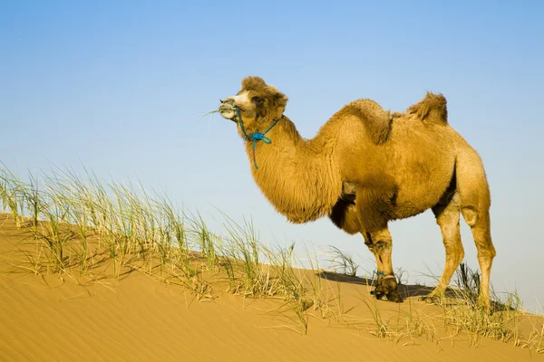 И верблюдицей пустынной — стоковое фото