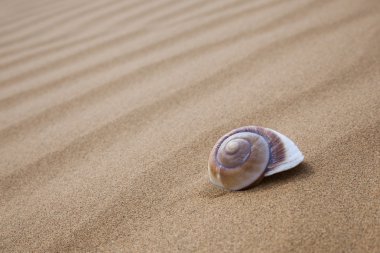 Spiral kabuk kum üzerinde