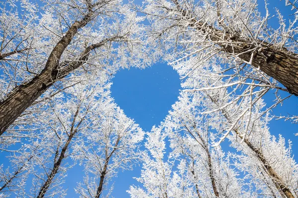 Zimowy krajobraz, oddziałów tworzą wzór w kształcie serca — Zdjęcie stockowe