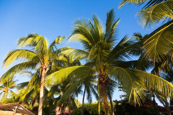 Coconut tree — Stock Photo, Image