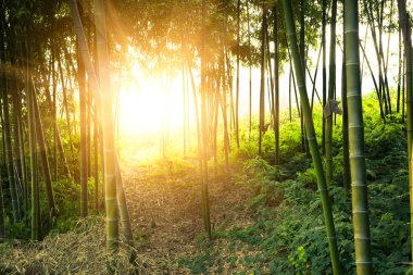 Bambu ormanı arka plan