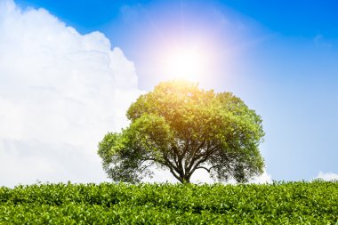 çay tarlaları ve ağaçlar tepe üzerinde