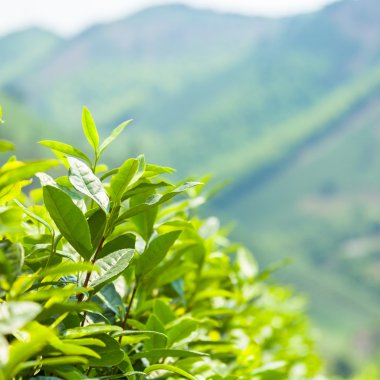 Yeşil çay tomurcuğu ve yapraklar