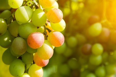 tatlı bir bağ içinde üzüm