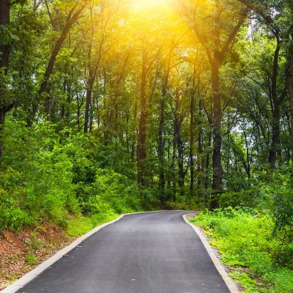 Väg genom skogen — Stockfoto