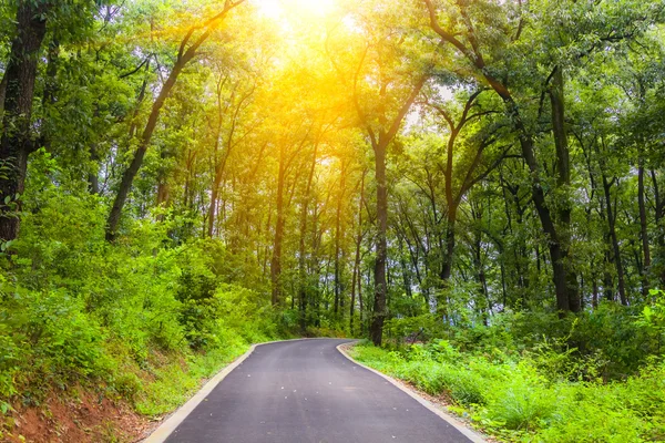 Straße durch den Wald — Stockfoto