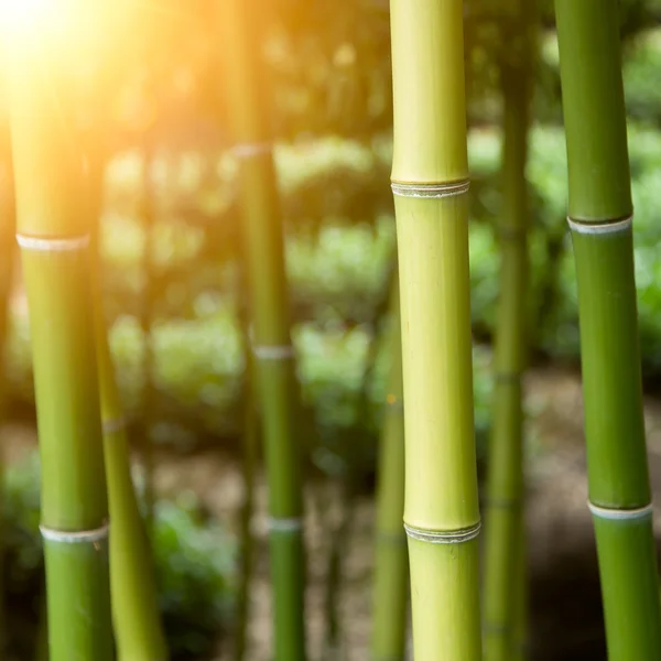 Bamboo forest background — Stock Photo, Image